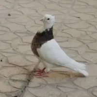 فروش پرنده|پرنده|آبادان, |دیوار