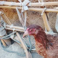 مرغ فروشی فوری ۴ عدد