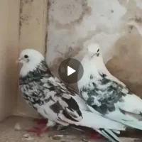 پرنده|حیوانات|اردبیل, |دیوار