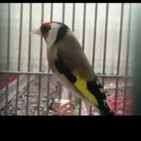 سهره جوجه سهره معاوضه