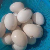 تخم مرغ محلی اصل