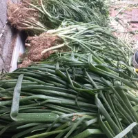 سبزی پیازچه تاازه