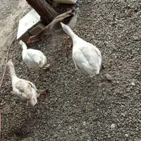 غاز|حیوانات مزرعه|گنبد کاووس, |دیوار