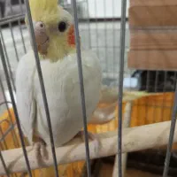 عروس هلندی|پرنده|اسلامشهر, شهرک انبیا|دیوار