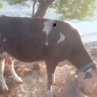 تلیسه ابستن