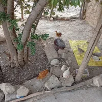 فروش جوجه محلی|حیوانات مزرعه|چرام, |دیوار