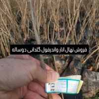 نهال پاکتی دوساله انار وادرفول