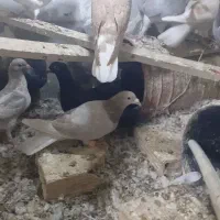 کفتر