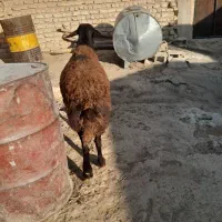 یک راس قوچ افشار جوان|حیوانات مزرعه|مرودشت, کناره|دیوار