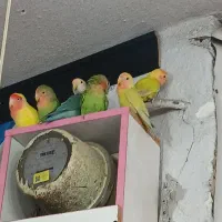 معاوضه با عروس هلندی|پرنده|پاکدشت, پاکدشت (مامازند)|دیوار