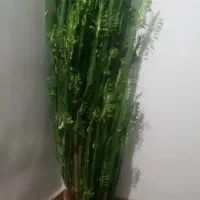 گل طبیعی خیلی خوشگل