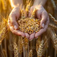 از یک هکتار ۲تن بیشتر گنوم و جو بردار