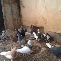 کبوتر نروماده