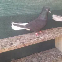 اشعل ماده|پرنده|کارون, |دیوار