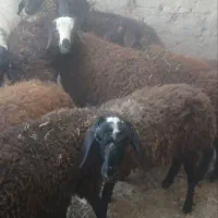 گوسفند