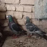 نرو ماده کوهی