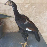 جوجه لاری اصیل