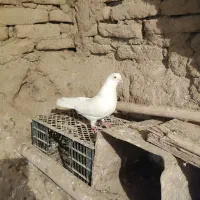 کبوتر چشم نوک سفید