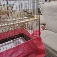 قفس پرنده|لوازم جانبی حیوانات|کرج, کرج نو|دیوار