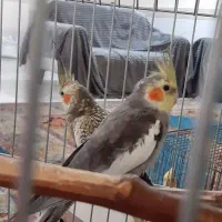 پرنده عروس پاریس ۷ عدد|پرنده|اهواز, کوی بشارت|دیوار