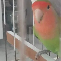 طوطی برزیلی|پرنده|قائم‌شهر, |دیوار