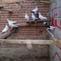 کبوتر