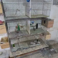 قفس جوجه پران