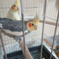 یک جفت عروس هلندی