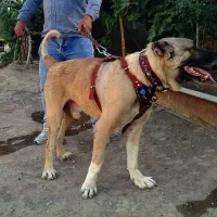 سگ سرابی|حیوانات|قم, جاده معدن|دیوار