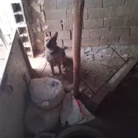 سگ.ژرمن شپراصل