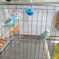 مرغ عشق پروانه ای|پرنده|تهران, تهرانپارس شرقی|دیوار