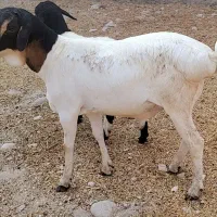 بره  نر برشن