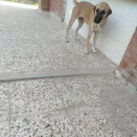 سگ گم شده دوتا سگ قهوه ای .