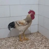 خروس|حیوانات مزرعه|اهواز, دغاغله|دیوار