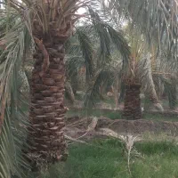 ۷۰ درخت با سه ساعت آب عامریه