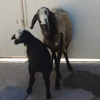 شیشک چهار دندان شالی با بره