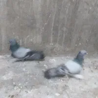 کفتر ترکیه ای بازی کن