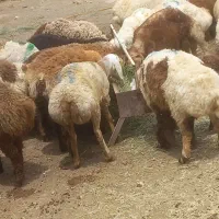 بره