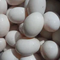 تخم اردک موجود است