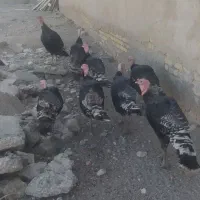 بوقلمون نر بوقلمون