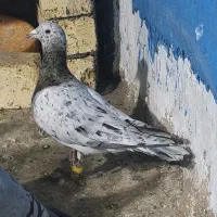 کفتر . شامی . سرور