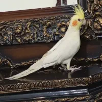 عروس هلندی