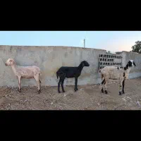 سه راس گوسفند جوان دوماه نیم ابست