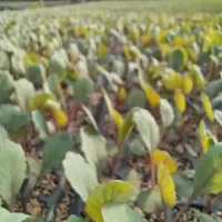 نشای کلم قرمز و کلم سفید