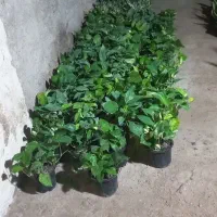 گل و گیاه طبیعی