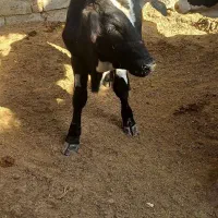 باربنداجاره-ای-درمیدان-دام-جاده-کرمان