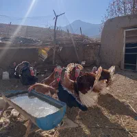 بقلمون بوربون و برنز انگلیسی