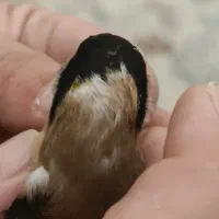 سهره 4گل زنجیری|پرنده|تهران, مینای شمالی (مخبر)|دیوار