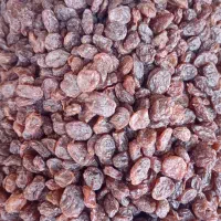 آفتابی قندبالا( تاکستان)|عمده‌فروشی|تهران, جمال‌زاده|دیوار