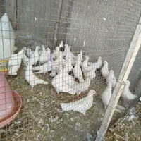 کبوتر گوشتی سفید|پرنده|اصفهان, ارغوانیه|دیوار